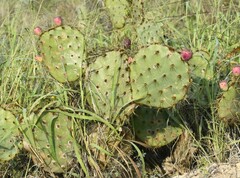 Opuntia gomei