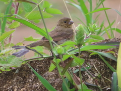 Sporophila