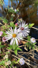Ampelaster carolinianus
