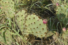 Opuntia gomei