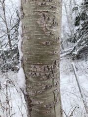 Populus grandidentata