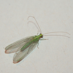Chrysoperla carnea