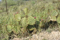 Opuntia gomei