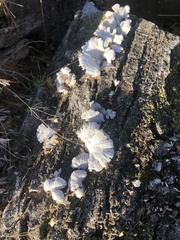 Schizophyllum commune