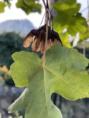 Acer granatense