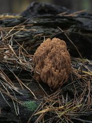 Artomyces microsporus