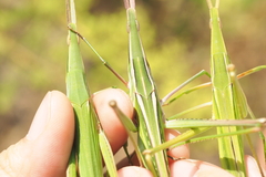 Acrida cinerea