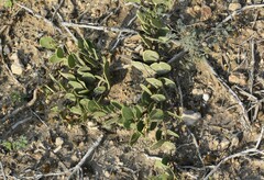 Maytenus phyllanthoides