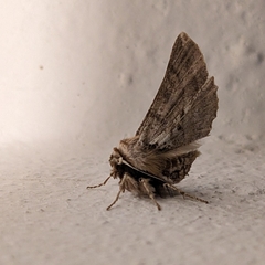 Apochima flabellaria