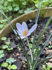 Crocus cambessedesii
