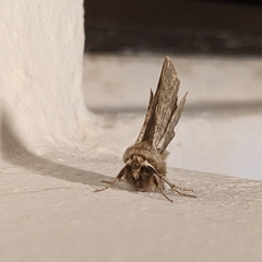 Apochima flabellaria