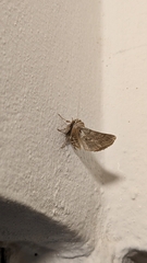 Apochima flabellaria