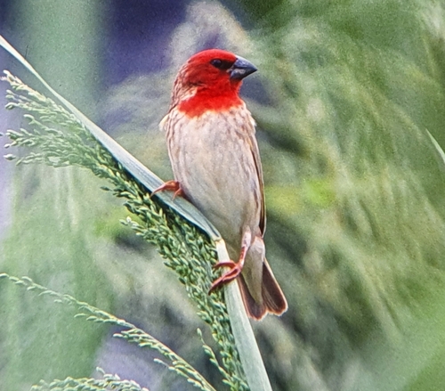 Cardinal Quelea