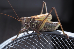 Gampsocleis gratiosa