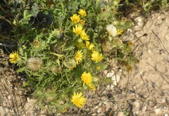 Rayjacksonia phyllocephala