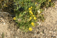 Rayjacksonia phyllocephala