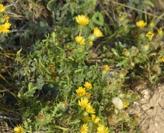 Rayjacksonia phyllocephala