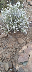Eriocephalus ericoides