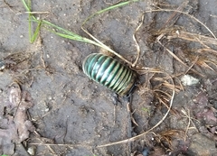 Arthrosphaera