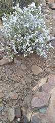 Eriocephalus ericoides