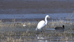 Ardea alba melanorhynchos