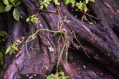 Hylocereeae