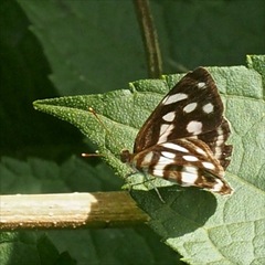 Dynamine postverta mexicana