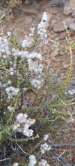 Eriocephalus ericoides