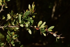 Berberis microphylla