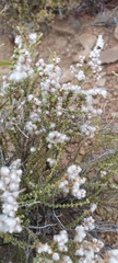 Eriocephalus ericoides