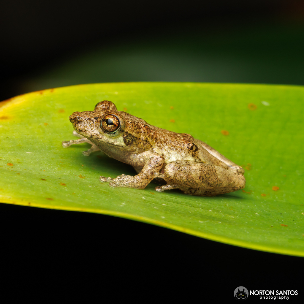 Bandeirantes Snouted Treefrog