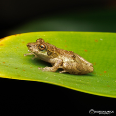 Scinax perpusillus