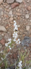 Eriocephalus ericoides