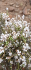 Eriocephalus ericoides