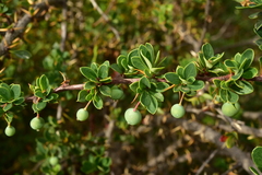 Berberis microphylla