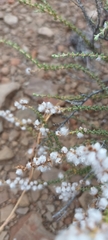 Eriocephalus ericoides