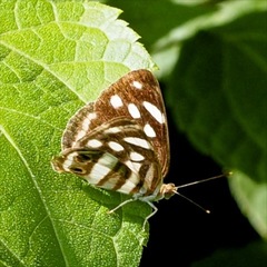 Dynamine postverta mexicana