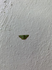 Synchlora