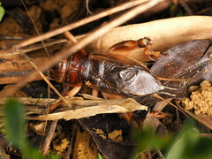 Tarbinskiellus portentosus