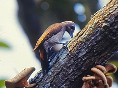 Chloropicus goertae