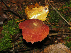 Xerocomellus fennicus