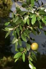 Nothofagus dombeyi