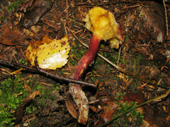 Xerocomellus fennicus