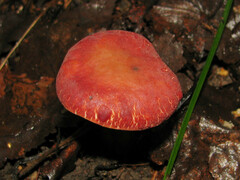 Xerocomellus fennicus