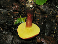 Xerocomellus fennicus