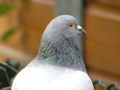 Columba livia domestica