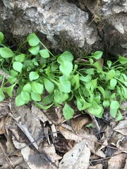 Claytonia perfoliata