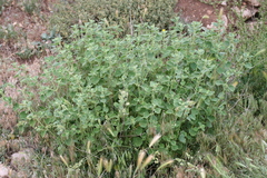 Marrubium
