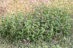 Marrubium