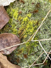 Thuidium delicatulum